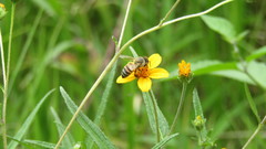 Apis mellifera