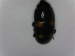 Glischrochilus obtusus