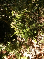 Aextoxicon punctatum