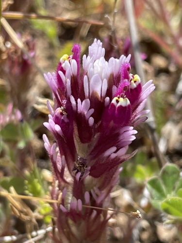 iNaturalist observation photo of purple owl's-clover