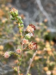 Heath Heath (Erica ericoides)