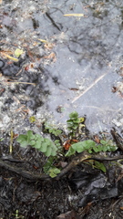 Berula