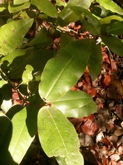 Aextoxicon punctatum