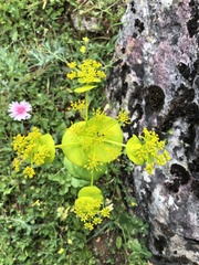 Smyrnium perfoliatum rotundifolium