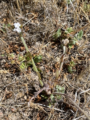 iNaturalist observation photo of Rusty Popcornflower