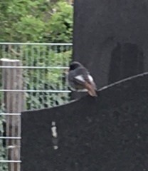 Phoenicurus ochruros