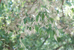 Quercus oblongata
