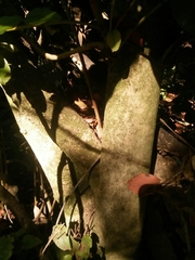 Aextoxicon punctatum