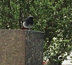 Phoenicurus ochruros