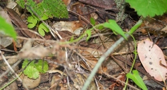 Elgaria coerulea coerulea