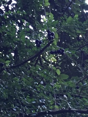 Rhaphithamnus spinosus