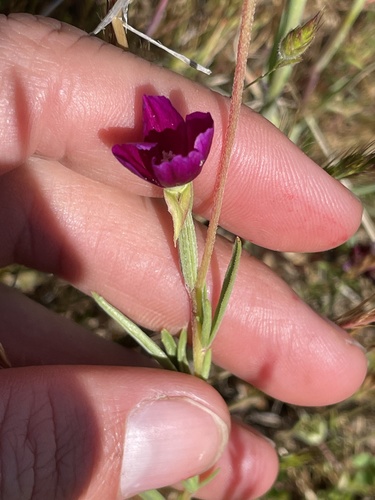 iNaturalist observation photo of Winecup Clarkia