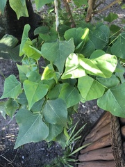 Erythrina lysistemon