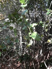 Citronella mucronata