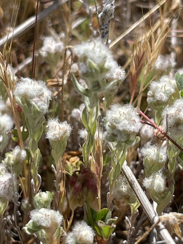 iNaturalist observation photo of Q-tips