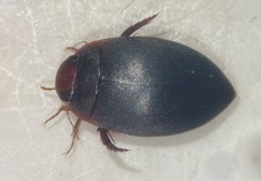Agabetes acuductus