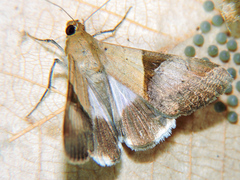 Melipotis fasciolaris