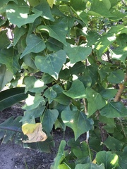 Erythrina lysistemon