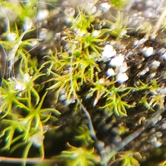 Trichodon cylindricus