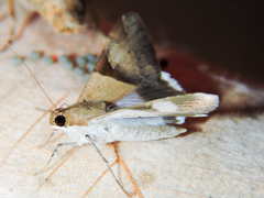 Melipotis fasciolaris