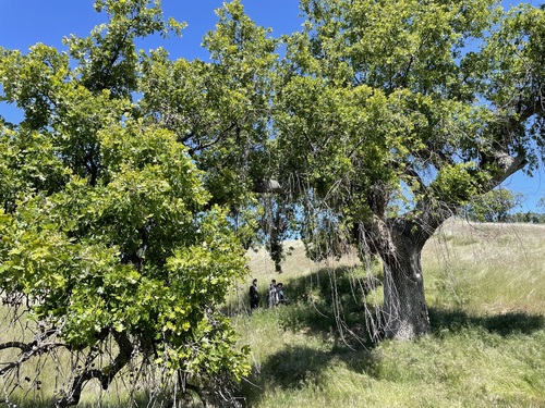 iNaturalist observation photo of valley oak