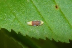 Erythridula crevecoeuri