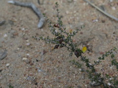 Aspalathus subtingens