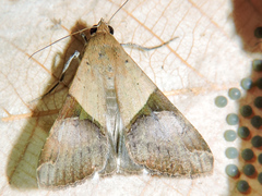Melipotis fasciolaris