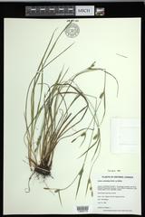 Carex conoidea
