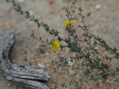 Aspalathus subtingens