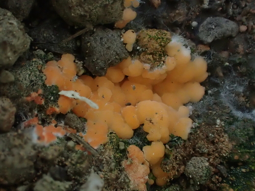 iNaturalist observation photo of Pyronema