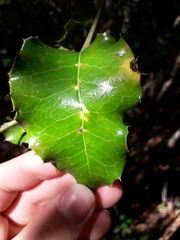 Citronella mucronata