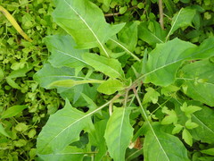 Oenothera centaurifolia