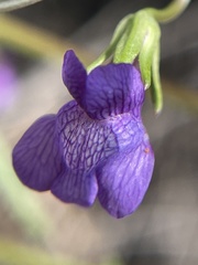 Neogaerrhinum strictum