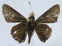 Cynea cynea