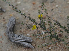 Aspalathus subtingens