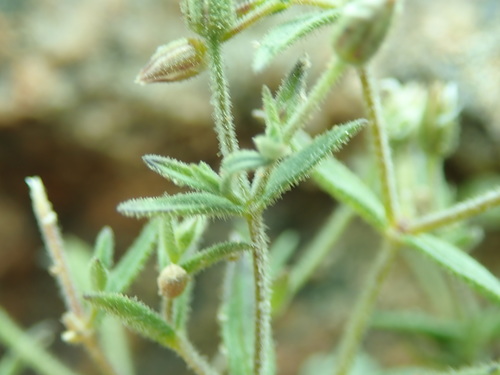 Mesostemma dichotomum