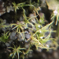 Trichodon cylindricus