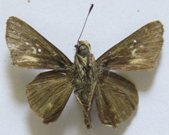 Cynea cynea
