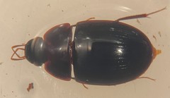 Cymbiodyta bifidus
