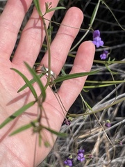 Neogaerrhinum strictum