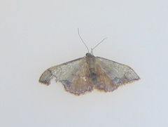 Idaea ostrinaria