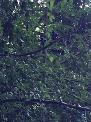 Rhaphithamnus spinosus