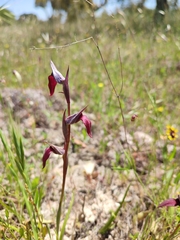 Serapias × ambigua