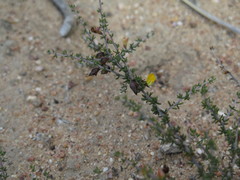 Aspalathus subtingens