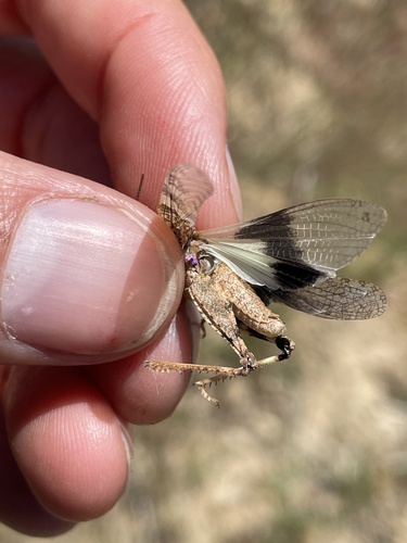 iNaturalist observation photo of Pallid-winged Grasshopper