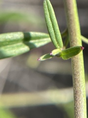Neogaerrhinum strictum