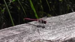 Sympetrum sanguineum