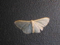 Idaea predotaria