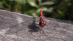 Sympetrum sanguineum